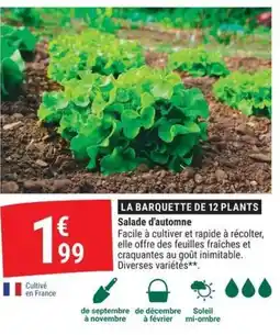 Gamm vert LA BARQUETTE DE 12 PLANTS offre