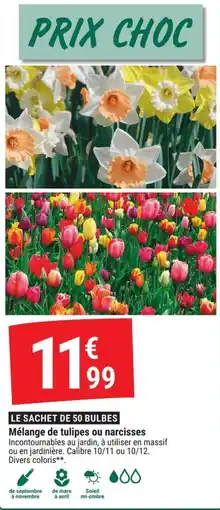 Gamm vert Mélange de tulipes ou narcisses offre