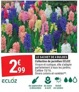 Gamm vert ECLOZ jacinetes offre