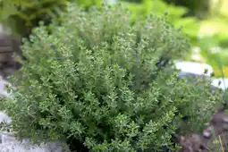 Gamm vert Invivo nous on sème aromatiques invivo nous on sème offre
