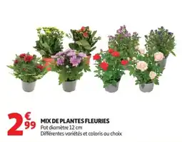 Auchan MIX DE PLANTES FLEURIES offre