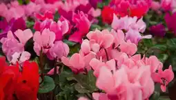 Gamm vert Mini-cyclamen offre