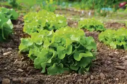 Gamm vert Salade d'automne offre