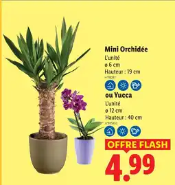 Lidl Mini orchidée offre