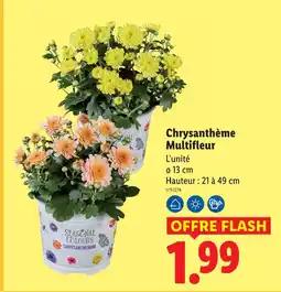 Lidl Chrysanthème multifleur offre