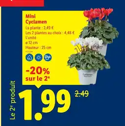 Lidl Mini cyclamen offre