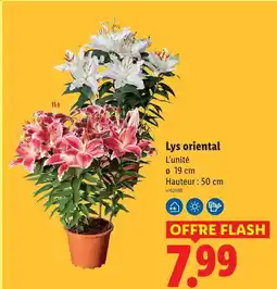 Lidl Lys oriental offre