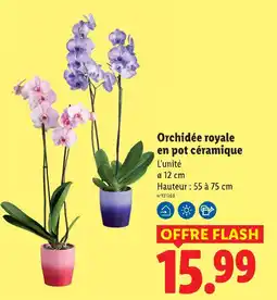 Lidl Orchidée royale en pot céramique offre