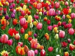Gamm vert Mélange de tulipes ou narcisses offre