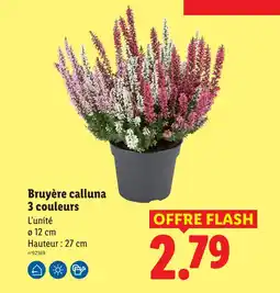 Lidl Bruyère calluna 3 couleurs offre