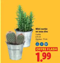 Lidl Mini cactée en seau zinc offre