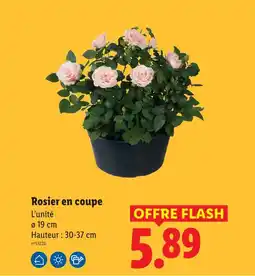 Lidl Rosier en coupe offre