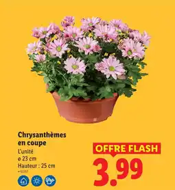Lidl Chrysanthèmes en coupe offre