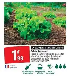 Gamm vert Facile - la barquette de 12 plants offre