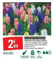 Gamm vert Ecloz - le sachet de 4 bulbes collection de jacinthes offre