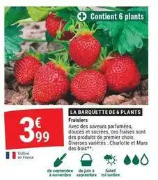 Gamm vert Fraisiers offre