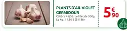 Rural Master Plants d'ail violet germidour offre