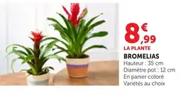 Bi1 BROMELIAS offre