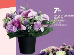 La Foir'Fouille Pot de 2-4 orchidées roses et eucalyptus offre