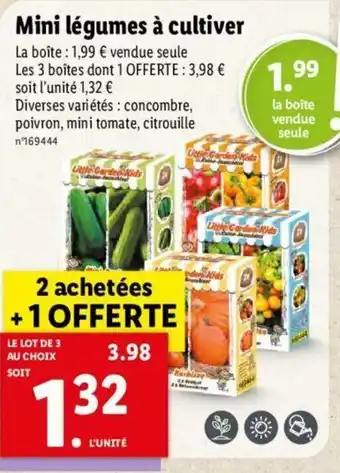 Lidl Mini légumes à cultiver offre