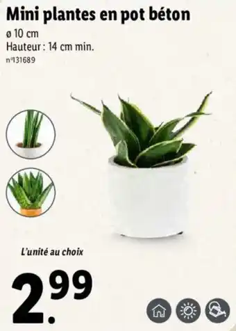 Lidl Mini plantes en pot béton offre