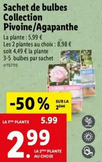 Lidl Sachet de bulbes collection pivone/agapanthe offre