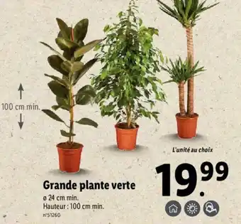 Lidl Grande plante verte offre