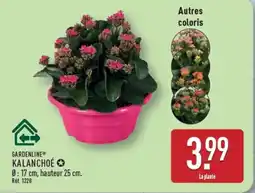 ALDI Gardenline kalanchoe offre