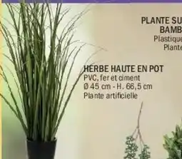 La Foir'Fouille Herbe haute en pot offre