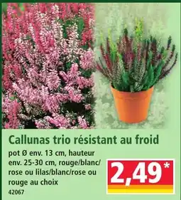 Norma Callunas trio offre