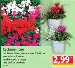 Norma Cyclamen trio offre