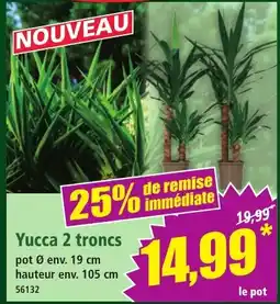 Norma Yucca 2 troncs offre