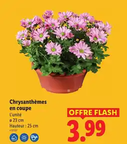 Lidl Chrysanthèmes en coupe offre
