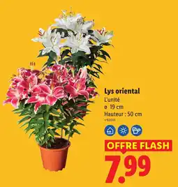 Lidl Lys oriental offre