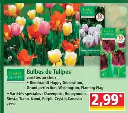 Norma Finest garden bulbes de tulipes offre
