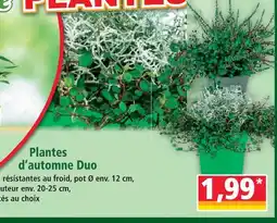 Norma Plantes d’automne duo offre