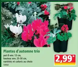 Norma Plantes d’automne trio offre