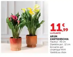 Hyper U ARUM ZANTEDESCHIA offre