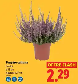 Lidl Bruyère calluna offre
