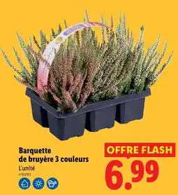 Lidl Starlight Barquette de bruyère 3 couleurs offre