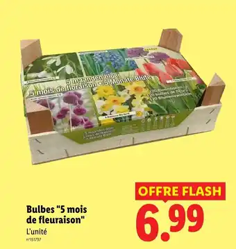 Bulbes "5 mois de fleuraison"