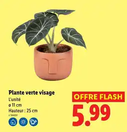 Lidl Plante verte visage offre