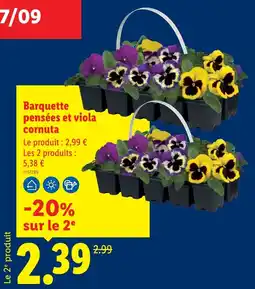 Lidl Barquette pensées et viola cornuta offre