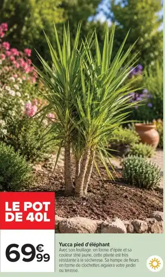 Yucca pied d'éléphant