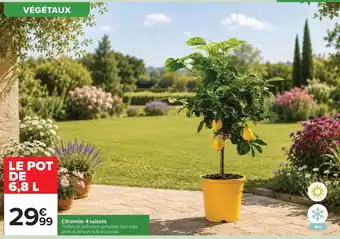 Citronnier 4 saisons