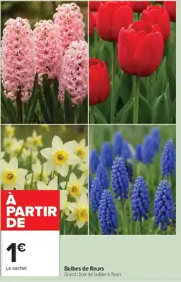 Carrefour Market Bulbes de fleurs offre