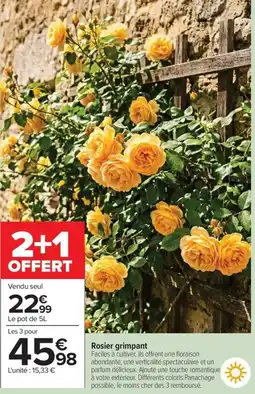Carrefour Market Rosier grimpant offre