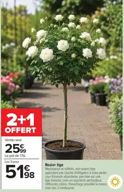 Carrefour Market Rosier tige offre