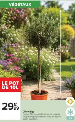Carrefour Market Olivier tige offre