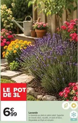 Carrefour Market Lavande offre
